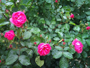 花_03.jpg