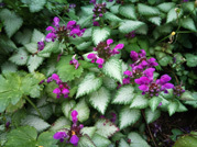 花_05.jpg