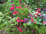 花_06.jpg
