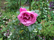 花_07.jpg