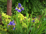 花_09.jpg